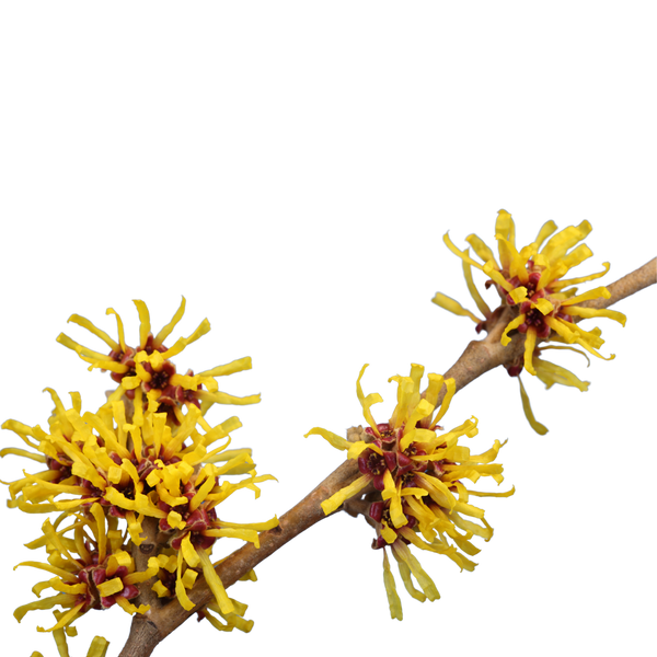 Witch Hazel Extract